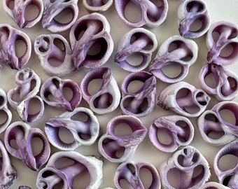 Cebu Beauty Shells, Center Cut Shells, Small 1/2 - 3/4+", lovely purple shells for Crafters & Shell Artists, Best Seller.