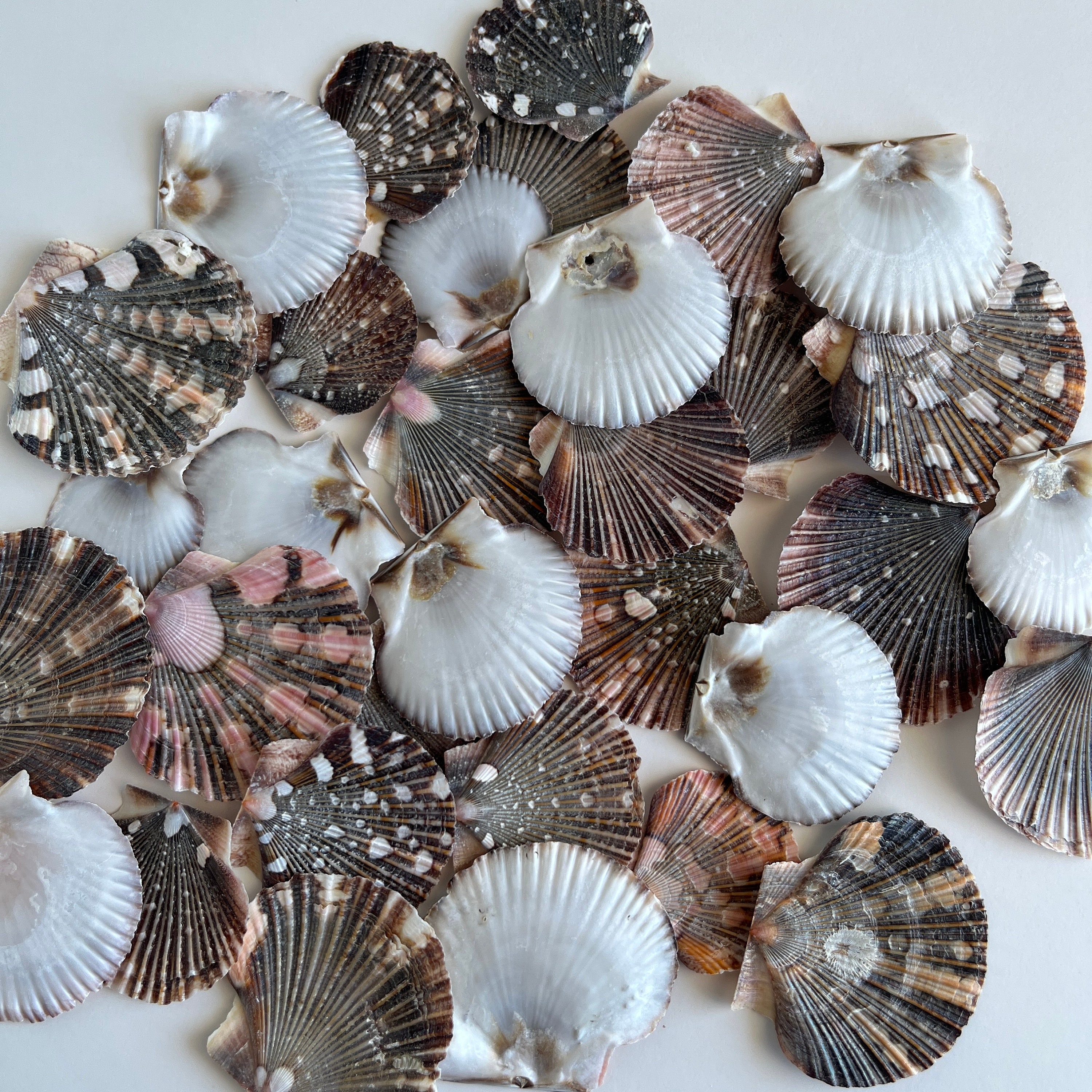 Flat Scallop Shells 