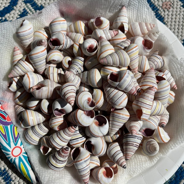 Candy Cane shells, Candy Cane Seashell Snail, land snail, colorful crafting Shells, popular shell for embellishing craft projects, Shells