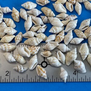 Speckled White Dove Snails, Light Chestnut Brown Markings, Max Size is ...