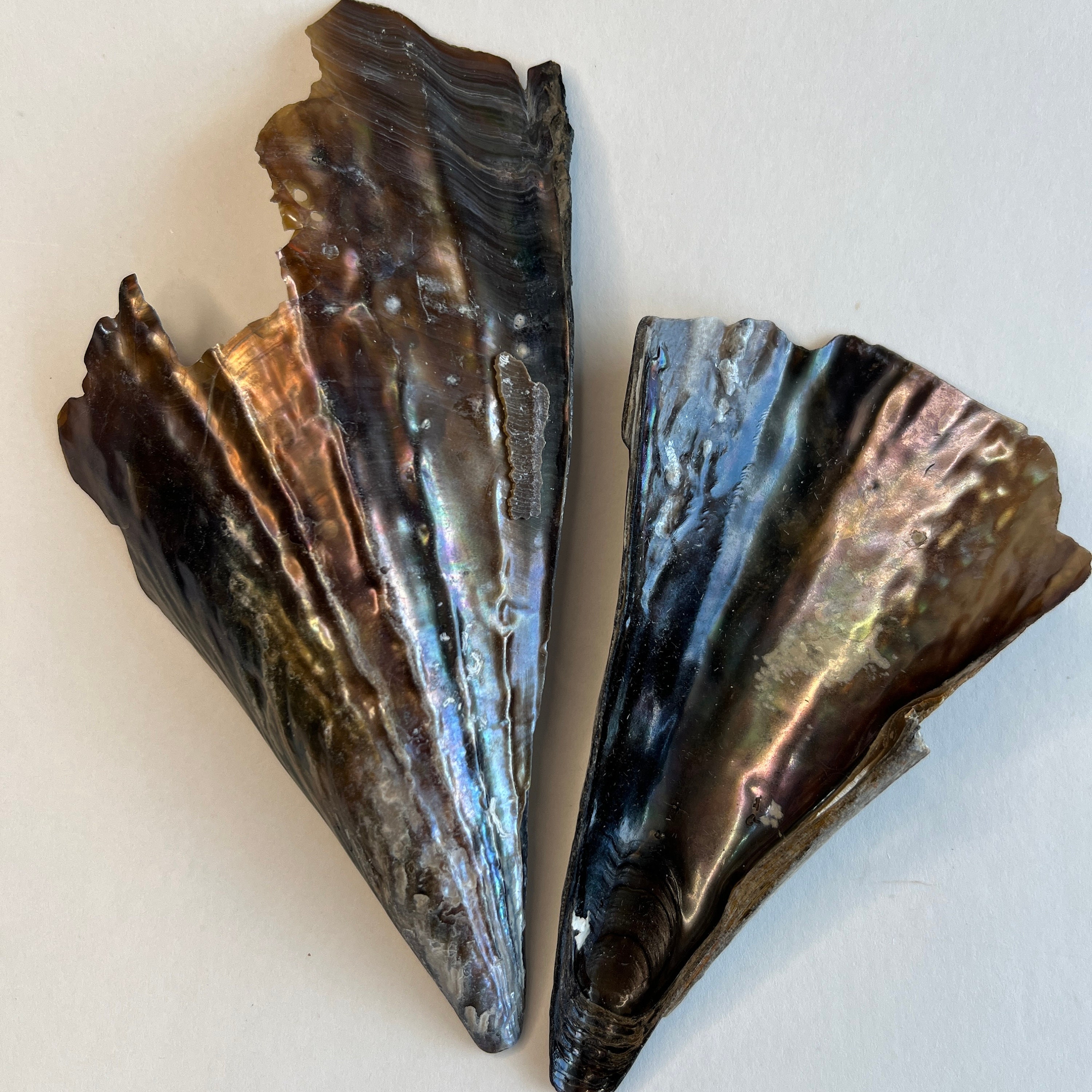 Jekyll Island - #WildlifeWednesday: Rigid pen shells are also called stiff pen  shells. The insides of these fan-shaped shells are smooth and shiny, like  mother-of-pearl, while the outside is covered with rough