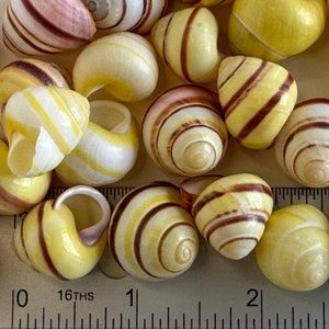 Yellow & white Landsnails, assorted: solid colors and striped shells, 20 shell bag or 40 shell bag, lightweight and fun to craft with.