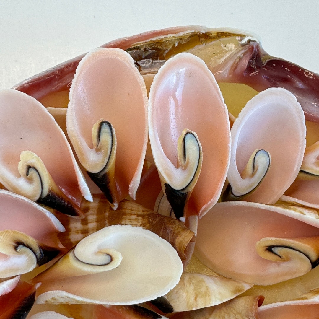 8 Natural Strombus Lily Cut Sea Shells - 25-35mm Horn Seashell Beads In White, Pink & Black