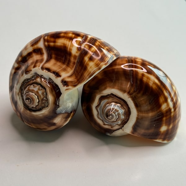 Beautiful Fiber Conch Shell, 4"up, Smooth Highly Polished Rich Dark Browns with horizontal and vertical bands of creams, Very Nice Shells.
