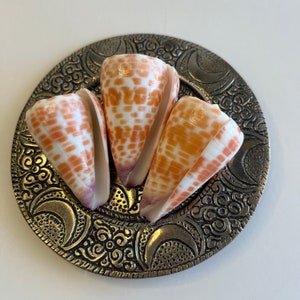 Hawaiian Tessellated Cones, large cones, the shell is white, covered with bands of red, chestnut or orange squares and rectangles, (3) Cones