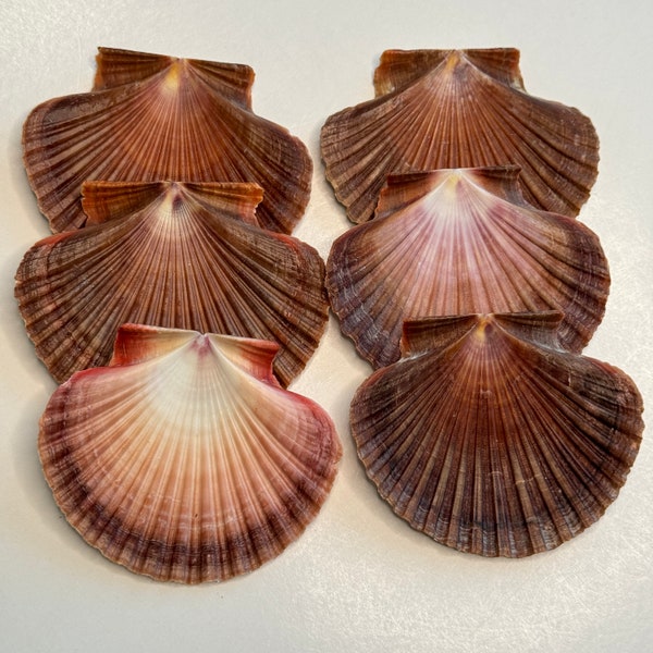 3" Mexican Flats, (16) Beautiful, Flat Scallops, uniquely dark and fan shaped with white & brown Interiors, Fun Flat Scallops for Crafting.