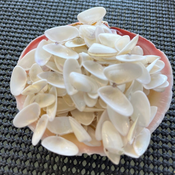 White Coquina Clam shells, 1/3 or 2/3 cup, small wedge-shape shells for crafts, butterfly shells, so pretty when lightly polished.