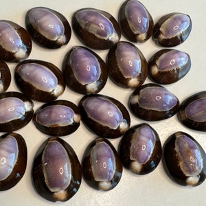 Snakehead Cowries, these Cowries have a gorgeous band of lovely purple across its domed top & rich dark brown apertures, Crafter's favorite.