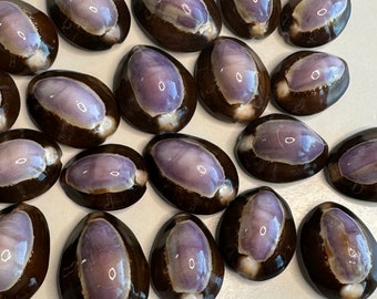 Snakehead Cowries, these Cowries have a gorgeous band of lovely purple across its domed top & rich dark brown apertures, Crafter's favorite.