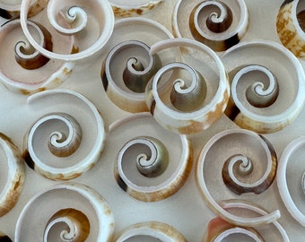 1- Inch Fancy Swirl-Cut Strombus shells, (12) beautifully cut shells, approx. 1" round.
