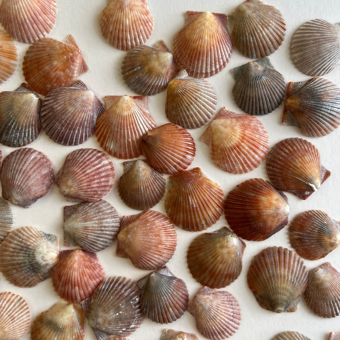Small Bay Scallops 3/41, 15 Small Scallops, Shell Color May Be Gray