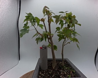 Group of 2, Trident Maple Bonsai Starter