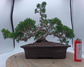 Old Kishu Juniper Mame style Bonsai in an unglazed Japanese Tokoname Pot