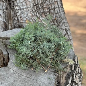 Fresh Cut Alligator Juniper Branches- Fresh cut juniper branches for decor, crafts, incense. Holiday decor, juniper crafts, fragrant juniper