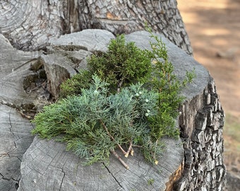 Fresh Cut Juniper Branches- mixed variety- Alligator Juniper, Shaggy Juniper, Juniper Berries, Juniper Branches for decor, crafts, incense