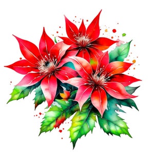 Puede incluir: Un ramo de tres flores de poinsettia rojas con hojas verdes y salpicaduras de acuarela sobre un fondo blanco.