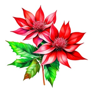 Puede incluir: Dos flores rojas con hojas verdes. Las flores tienen forma de estrella con m&uacute;ltiples p&eacute;talos.