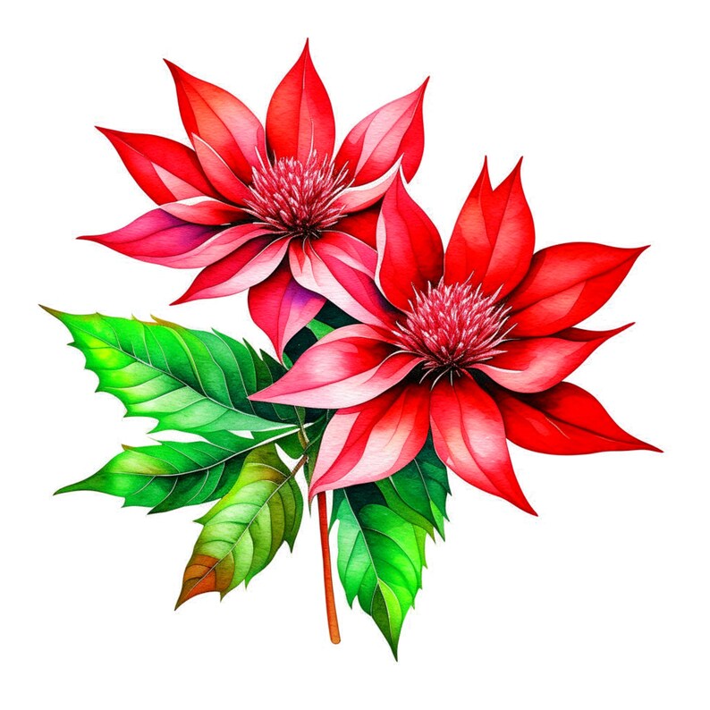 Puede incluir: Dos flores rojas con hojas verdes. Las flores tienen forma de estrella con m&uacute;ltiples p&eacute;talos.