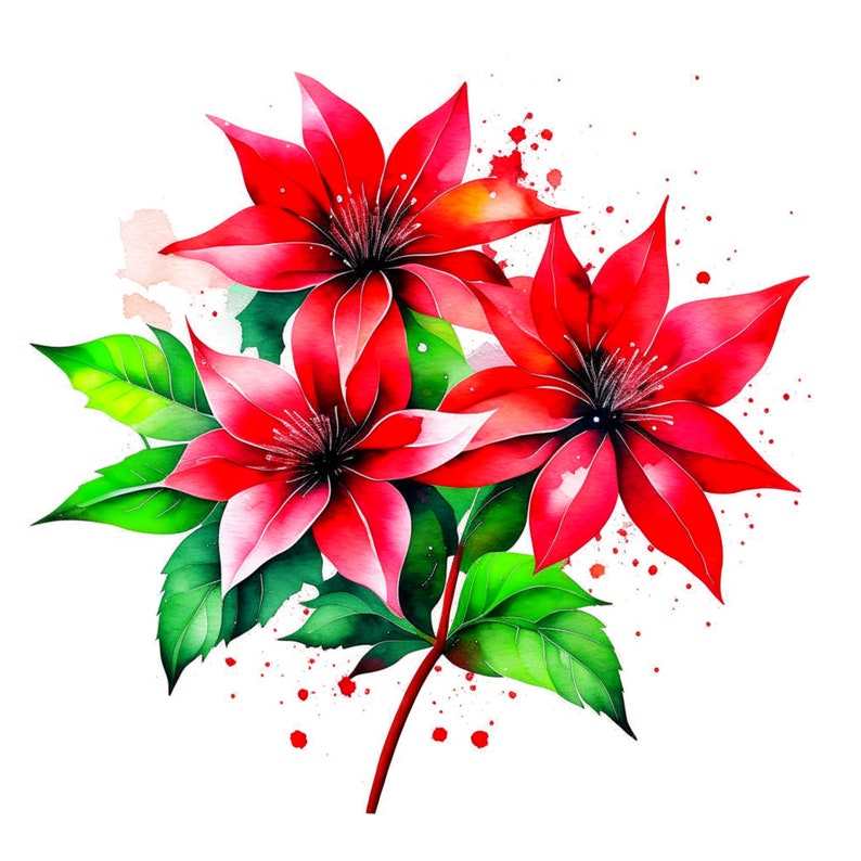 Puede incluir: Pintura acuarela de un ramo de flores rojas con hojas verdes y salpicaduras de acuarela roja sobre un fondo blanco.