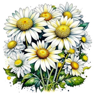 Marguerite Daisy Arte digital / Imágenes prediseñadas / 15 JPG de alta calidad / Descarga digital / Clip Art / Técnica mixta / Fabricación de tarjetas de artesanía de papel digital