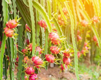 Graines de fruit du dragon prêtes à être plantées