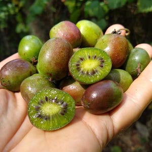 May include: A hand holding a selection of small, green and brown kiwi berries. Some of the berries are cut in half, revealing the green flesh and black seeds.