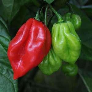 10 Scotch Bonnet Samen