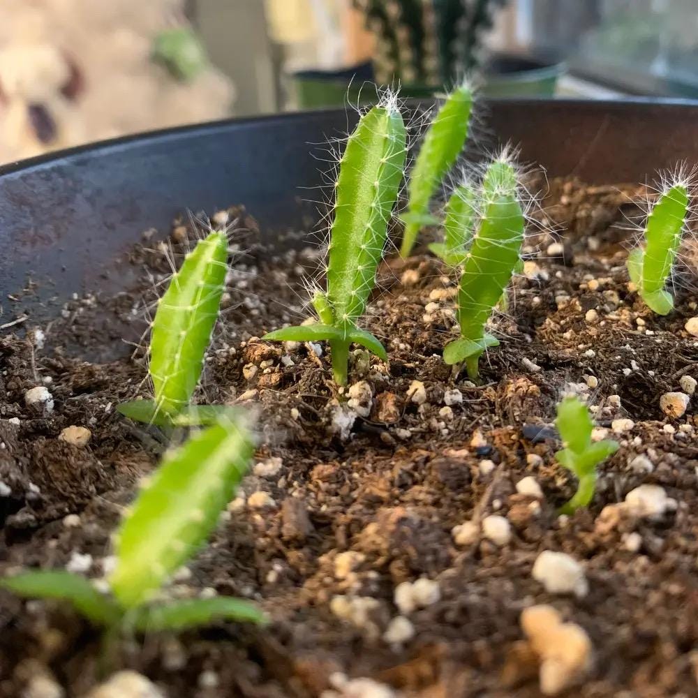Exotischer Drachenbaum Mix – Samen Set Mit Kanarischem & Thailändischem Drachenbaum, Je 5 Samen