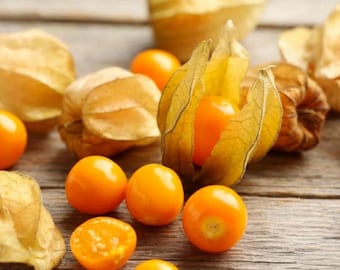 Nasiona Złotej Jagody (Peruwiańska Czereśnia)