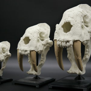 Réplica de cráneo de tigre dientes de sable: impresión 3D de Smilodon, modelo fósil de animal prehistórico, regalo de paleontología, decoración para amantes de los dinosaurios
