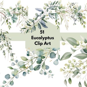 51 Eucalyptus clipart transparent background .pngs