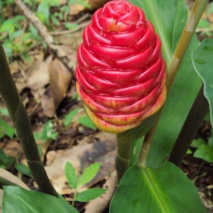 Awapuhi Kuahiwi Shampoo Ginger Rhizomes ready to plant Bitter Ginger Hair conditioner / skin care