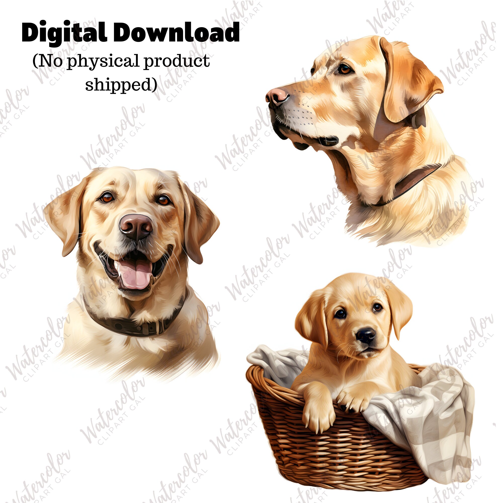 Yellow Labrador Clipart Watercolor Bundle Dog Portrait Yellow Lab PNG