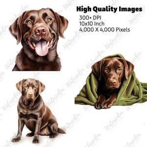 May include: Three digital illustrations of chocolate Labrador Retrievers. The first image shows a close-up of the dog's head. The second image shows the dog sitting. The third image shows the dog lying down with a green blanket over it.