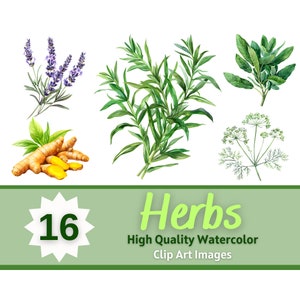 Herb Clipart Watercolor Bundle | Herbs and Spices PNG | Food Clipart | Cooking Clipart | Recipe Book Art | Junk Journal Art | Nature Clipart