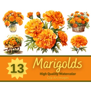 Pacote de aquarela PNG de malmequeres | Dia de los Muertos Malmequeres | Clipart floral | Clipart de flores | Jornal Lixo | Criação de cartões