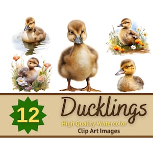 Baby Duckling Clipart PNG Watercolor Bundle | Baby Animals Clipart | Baby Duck Clipart | Cute Animals PNG | Baby Animal Nursery Decor