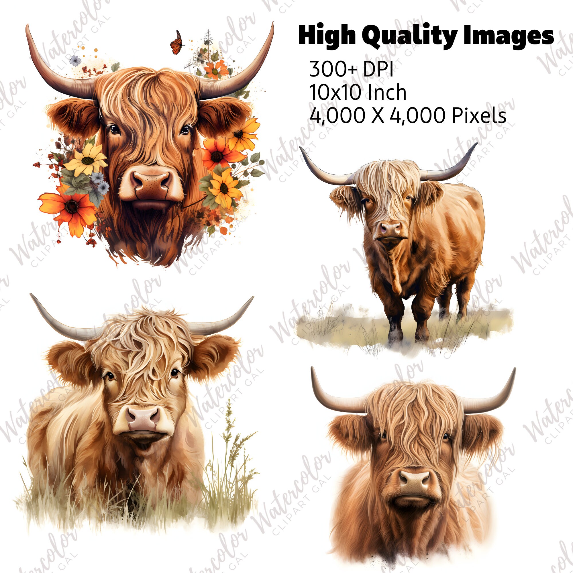Highland Cow Clipart Watercolor PNG Cute Animal Clipart Barnyard ...