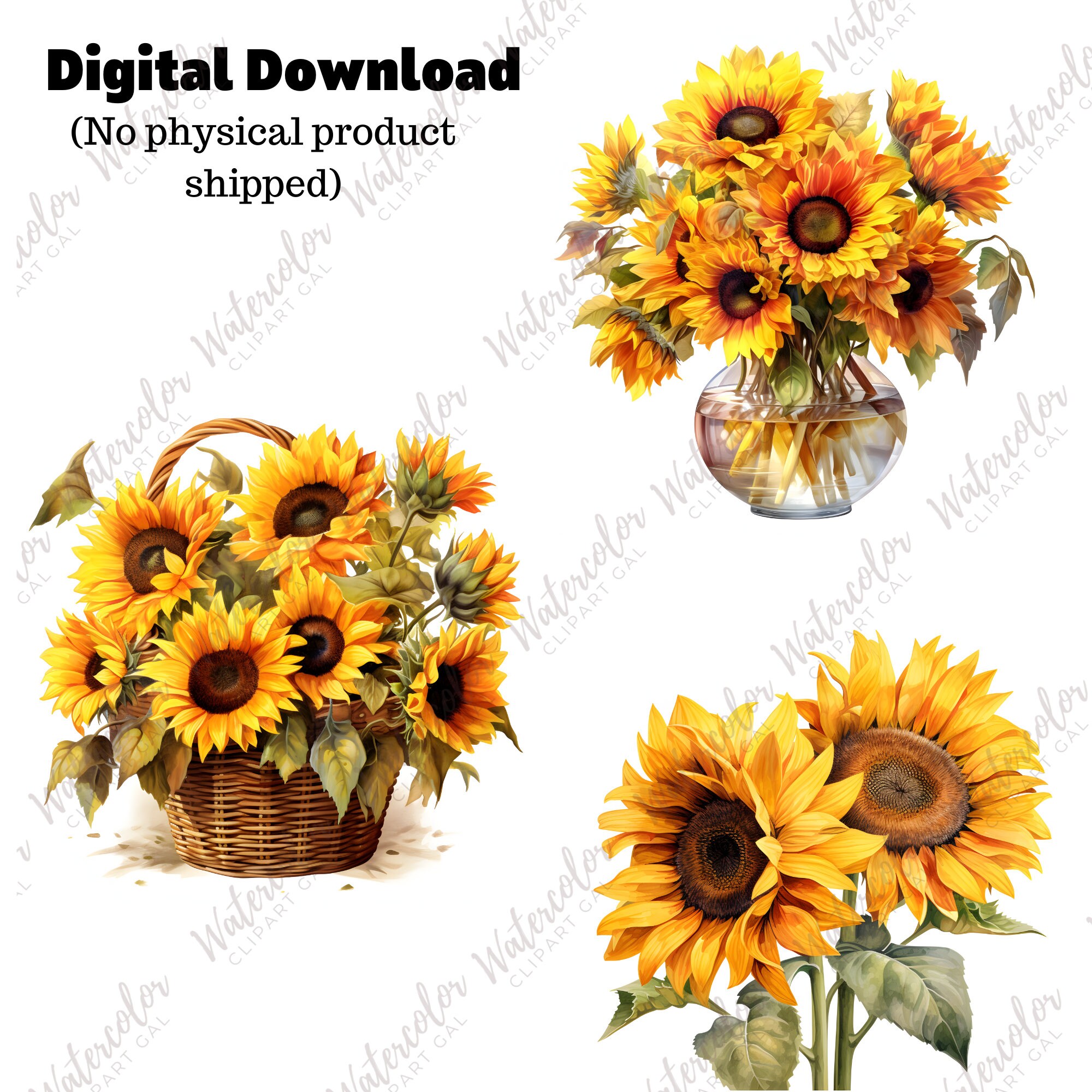 Sunflower Clipart PNG Watercolor Bundle Sunflower PNG - Etsy