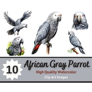 African Gray Parrot Clipart Bundle | African Grey | Tropical Bird Print | Colorful Bird Art | Junk Journal Bird Wall Art | Cardmaking