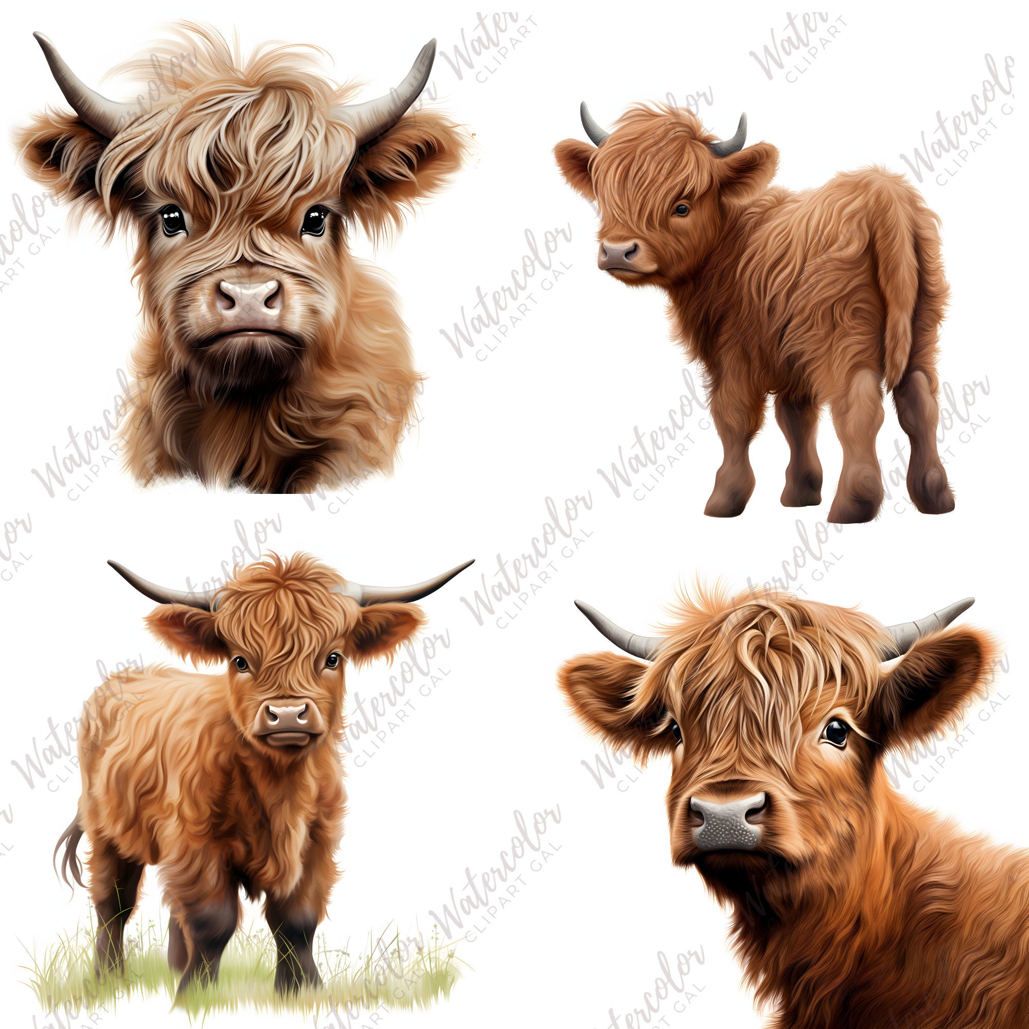 Baby Highland Cow PNG Watercolor Bundle Baby Animal Clipart Baby Animal ...