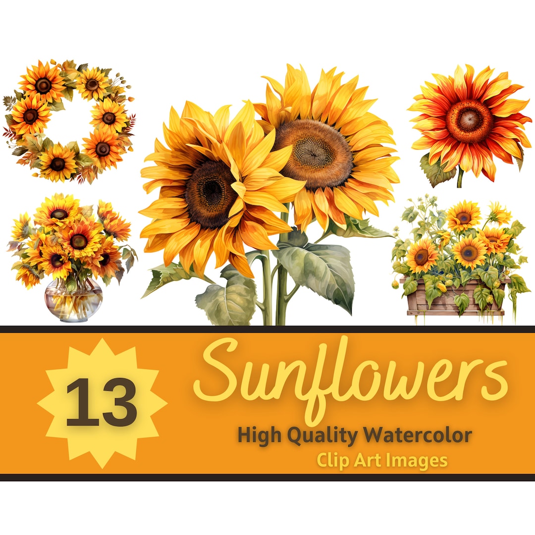 Sunflower Clipart PNG Watercolor Bundle | Sunflower PNG | Floral ...