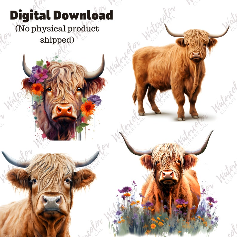 Highland Cow Clipart Watercolor PNG | Cute Animal Clipart | Barnyard ...
