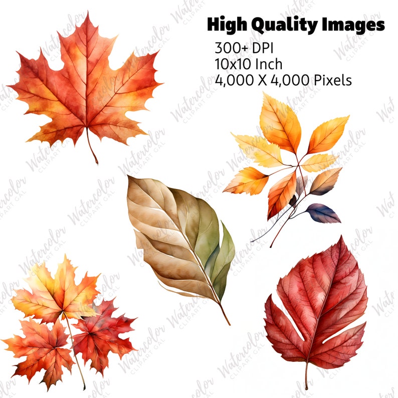 Puede incluir: Un conjunto de cinco ilustraciones de acuarela de hojas de oto&ntilde;o en varios tonos de rojo, naranja y amarillo. Las hojas est&aacute;n aisladas sobre un fondo blanco.