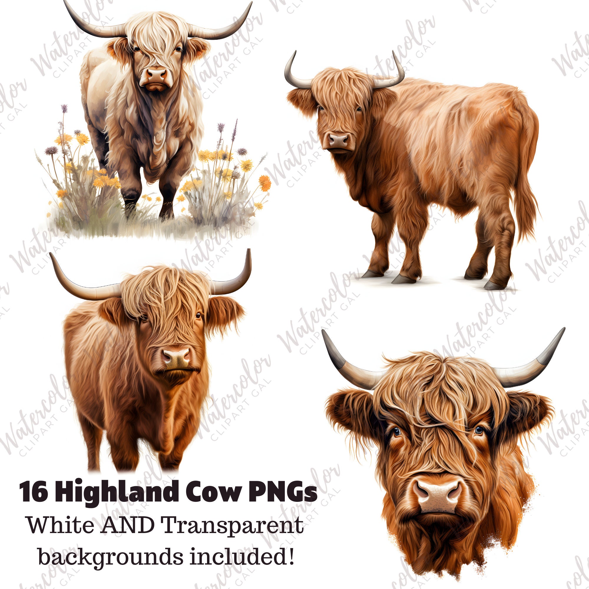 Highland Cow Clipart Watercolor PNG Cute Animal Clipart Barnyard ...