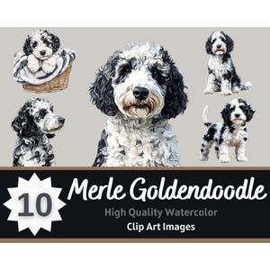 Aquarelle Clipart Merle Goldendoodle PNG | Portrait commémoratif de chien | Art amoureux des chiens | Junk Journal Chiens | Embellissement de fabrication de cartes