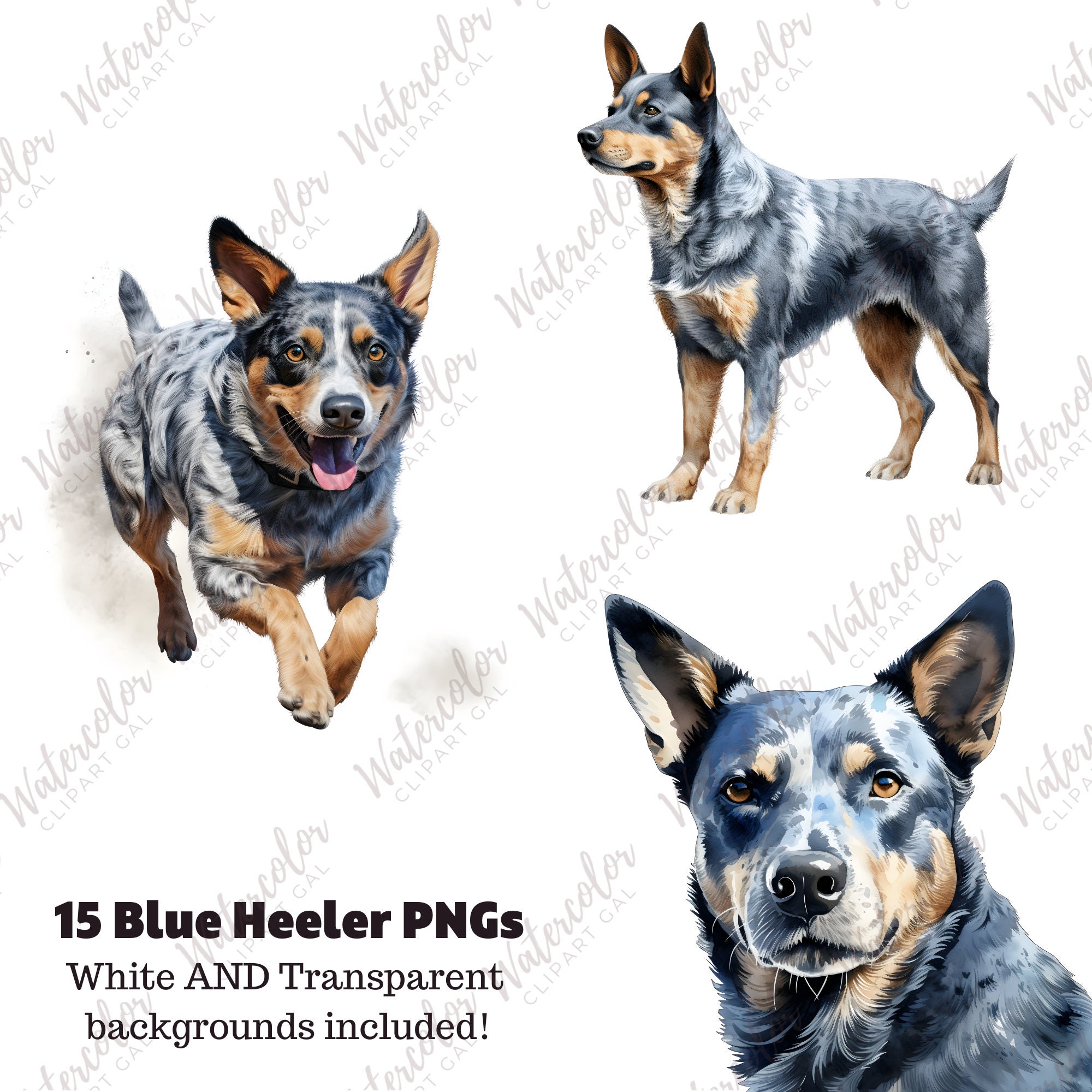 Blue Heeler Clipart Watercolor Bundle Dog Portrait Blue Heeler PNG Dog ...