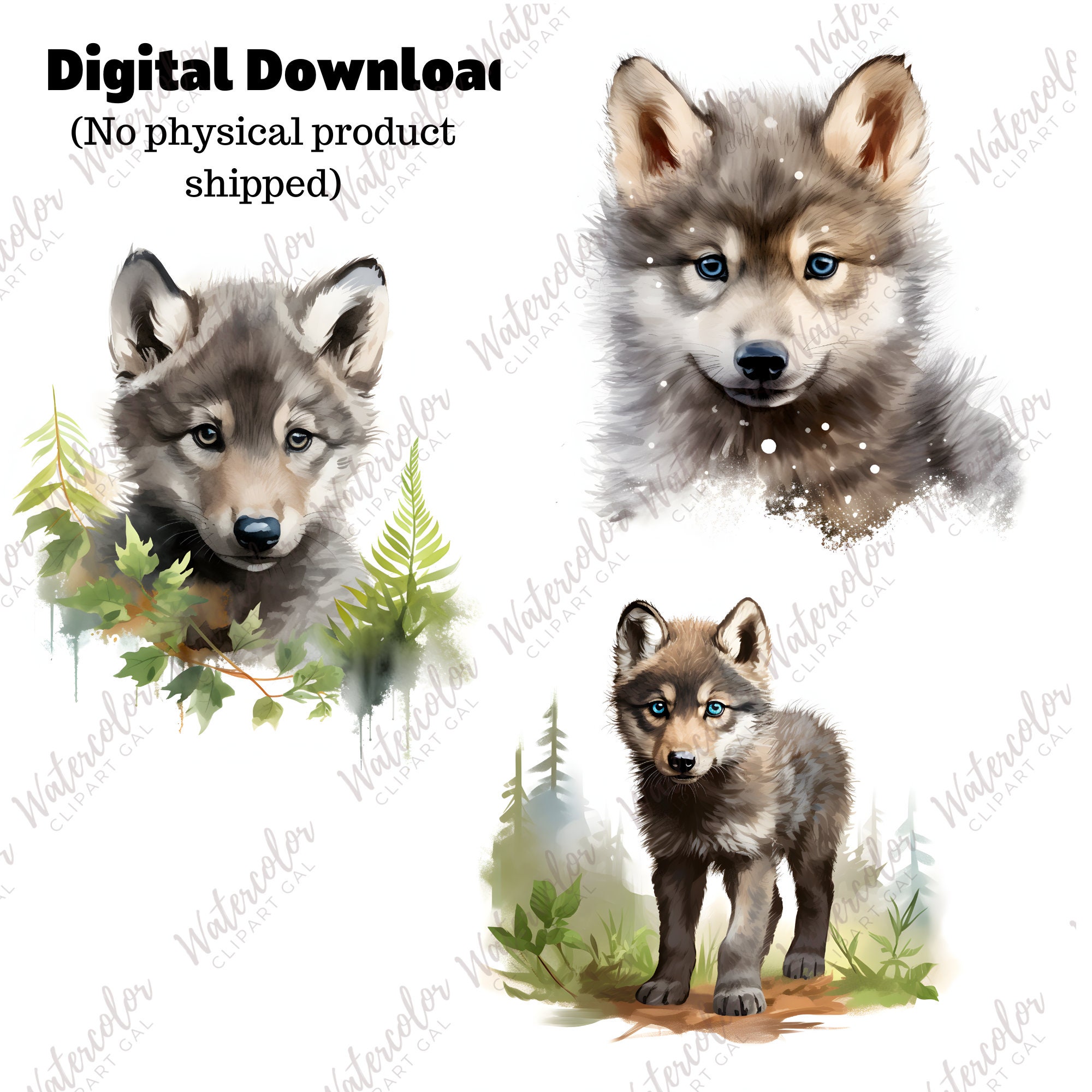 Baby Wolf Clipart PNG Watercolor Bundle Baby Animals Clipart Baby Wolf