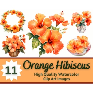 Puede incluir: Un conjunto de 11 imágenes de clip art de flores de hibisco naranja. Las imágenes son ilustraciones de acuarela de flores de hibisco en varios arreglos, incluyendo una corona, un ramo en una cesta y flores individuales.