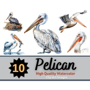 Pelikan Clipart Aquarell Bundle | Pelikan PNG | Bunter Vogel Kunst | Junk Journal Vögel | Pelikan Kunstdruck | Seevogel Kunst | Wasservogel